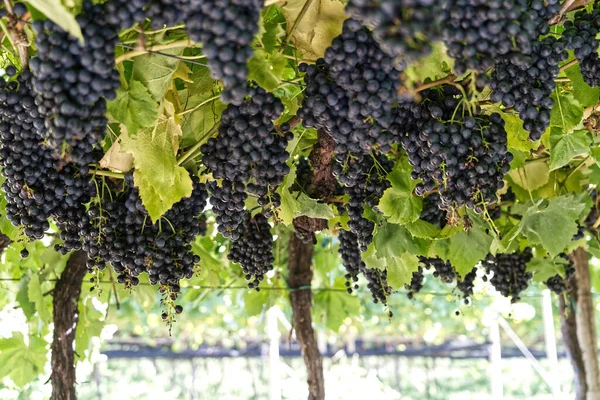 Selective Focus Shot Ripe Black Grapes Vineyard — Stock Photo, Image