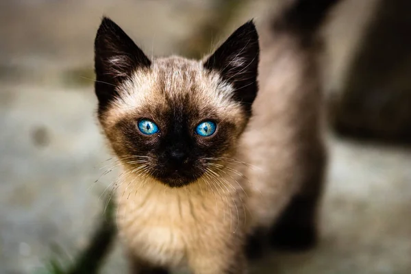 一只可爱的棕色无家可归的小猫 蓝眼睛凝视着摄像机 — 图库照片