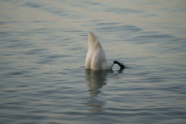 Elegant White Swan Diving Lake — Zdjęcie stockowe