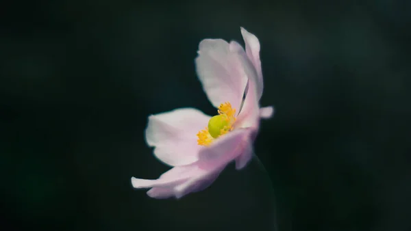 Selective Focus Flower Isolated Dark Background — Foto Stock