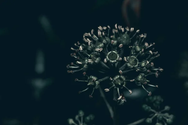 Bir Bitkinin Yakın Çekim — Stok fotoğraf