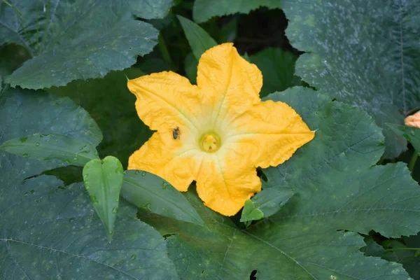 Primer Plano Una Flor Calabaza Amarilla — Foto de Stock