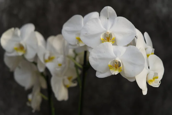 Eine Selektive Fokusaufnahme Blühender Weißer Mottenorchideen — Stockfoto