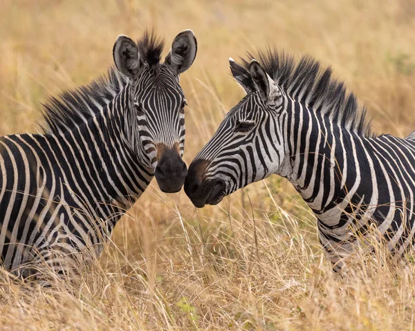 Zwei Zebras Der Savanne Von Mikumi — Stockfoto