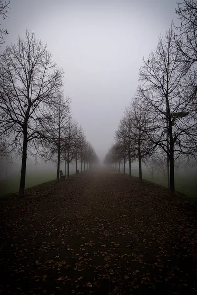 霧の上の公園の道 — ストック写真