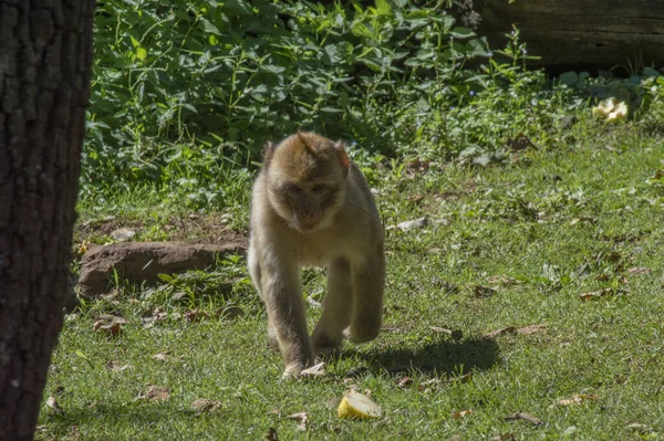 Een Close Opname Van Een Aap Een Bos Gedurende Dag — Stockfoto