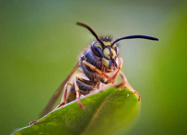 Gros Plan Une Guêpe Sur Tournesol Avec Fond Flou — Photo