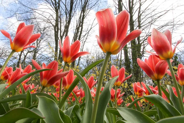 Close Belas Tulipas Rosa Amarela Com Folhas Verdes Jardim — Fotografia de Stock