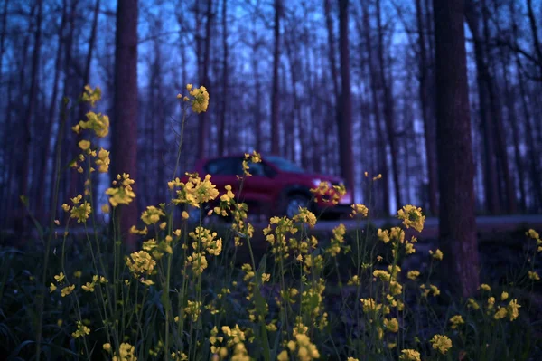 View Yellow Flowers Park Blurred Tree Trunks Red Car Forest — Stockfoto