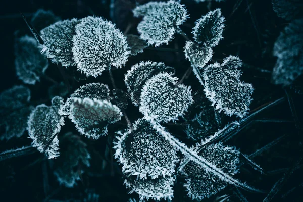 Gelo Fresco Erba Foglie Carta Parati Invernale — Foto Stock