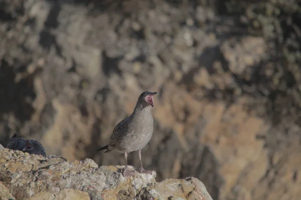 Una Gaviota Gris Posada Acantilado Rocoso Costa —  Fotos de Stock