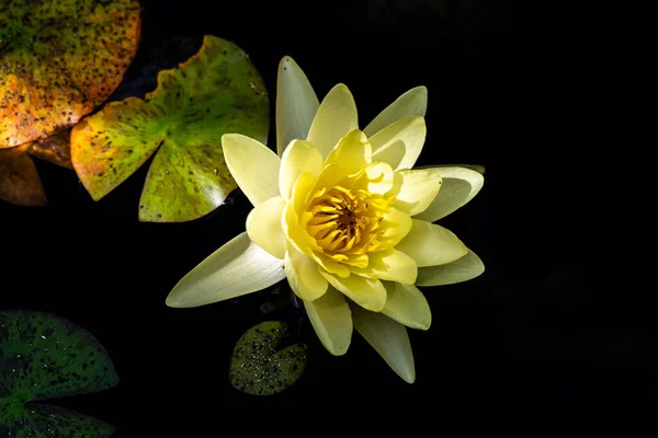 池塘里的一朵黄莲的特写 — 图库照片