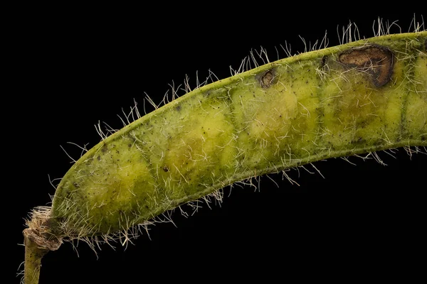 黒の背景に隔離されたセナ ヘベカルパの種子のマクロショット — ストック写真