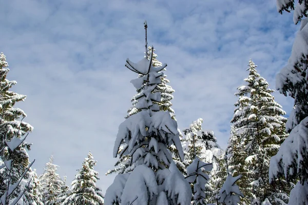 Vacker Utsikt Över Ett Träd Täckt Snö Molnig Himmel Bakgrund — Stockfoto