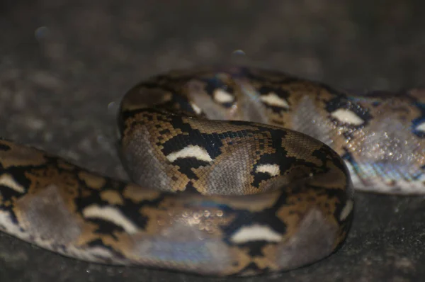 Primer Plano Pitón Reticulada Malayopython Reticulatus Camboya —  Fotos de Stock