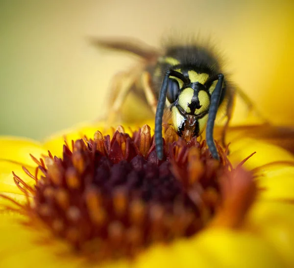 Nahaufnahme Einer Wespe Auf Einer Sonnenblume Mit Verschwommenem Hintergrund — Stockfoto