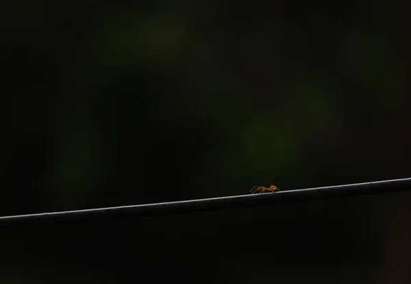Scenic View Small Ant Dark Background — Stok fotoğraf