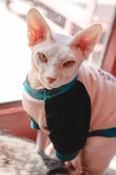 Крупним Планом Знімок Сфінкс Кішки Одязі — стокове фото