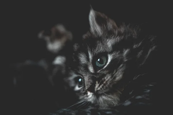 Gros Plan Petit Chaton Sur Fond Flou — Photo