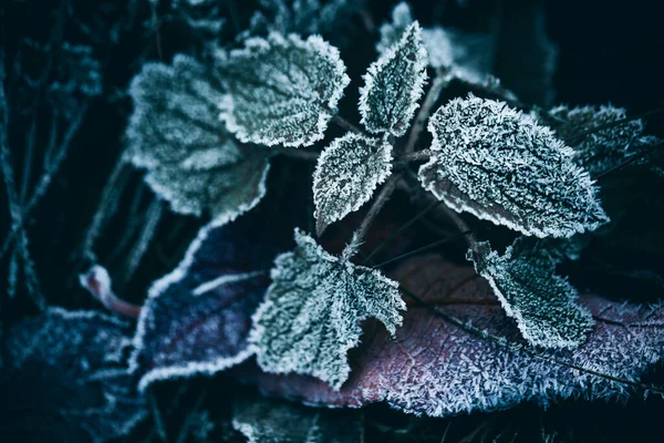 Een Close Van Planten Gras Bedekt Met Wintervorst — Stockfoto