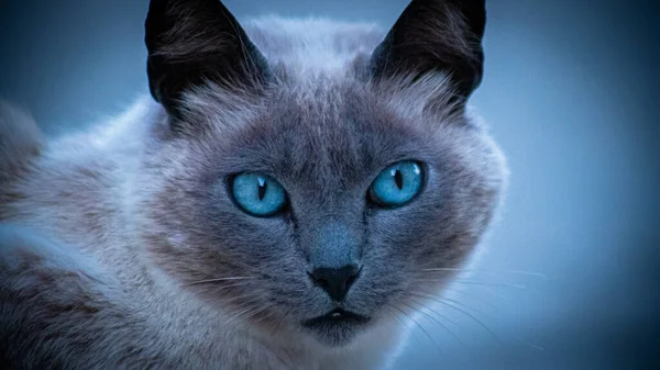 Portrait Siamese Cat Lights Blue Blurry Background — Fotografia de Stock