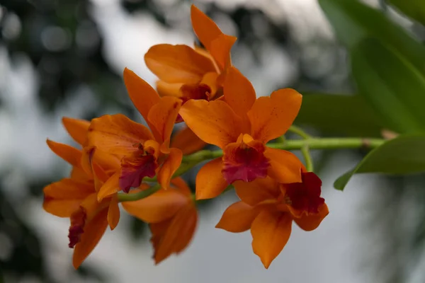 Selective Focus Shot Blooming Orange Orchids — Fotografia de Stock