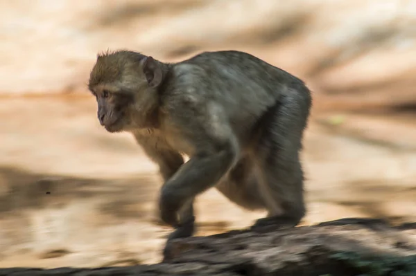 Tiro Perto Macaco Uma Floresta Durante Dia — Fotografia de Stock