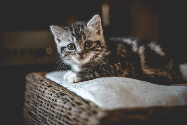 Zbliżenie Zdjęcia Małego Kotka Leżącego Łóżku Rozmytym Tle — Zdjęcie stockowe