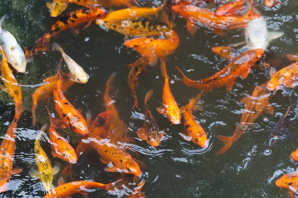 Closeup Shot Koi Fish Pond — Stok Foto