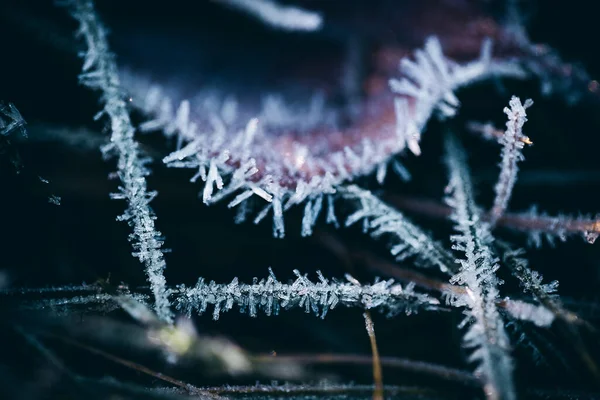 冬の霜に覆われた植物や草の閉鎖 — ストック写真