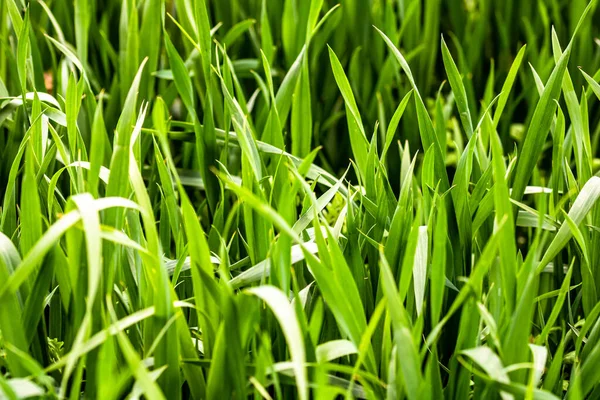 Zbliżenie Ujęcie Zielonej Trawy Nasłonecznieniem Polu Pszenicy Rolniczej — Zdjęcie stockowe