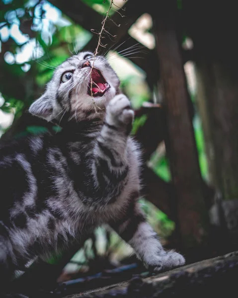 Een Verticaal Shot Van Een Klein Katje Een Bos Een — Stockfoto