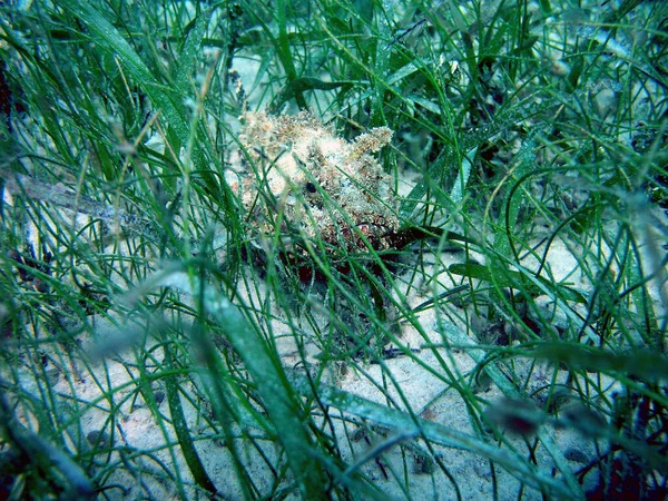 Closeup Shot Scorpionfish Hiding Seaweed Florida National Marine Sanctuary — стокове фото