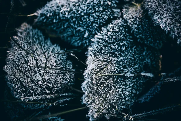 Gelo Fresco Erba Foglie Carta Parati Invernale — Foto Stock