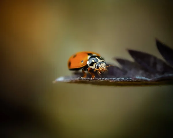 瓢虫对绿叶的选择性聚焦 — 图库照片