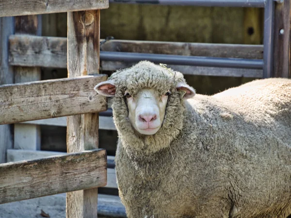 Kansas Hayvanat Bahçesi Nde Beyaz Bir Koyunun Yakın Çekimi — Stok fotoğraf