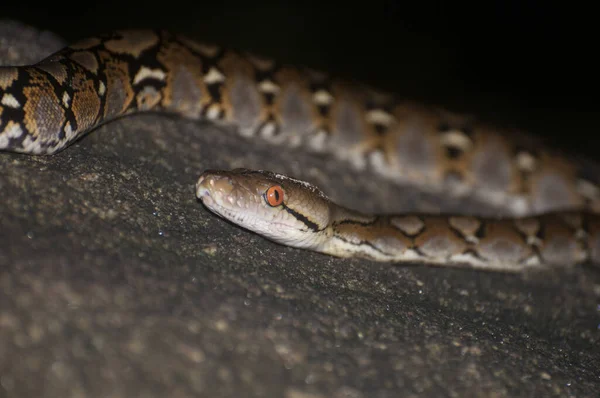 비단뱀의 사진입니다 말레이시아 생물종의 일종이다 캄보디아 — 스톡 사진