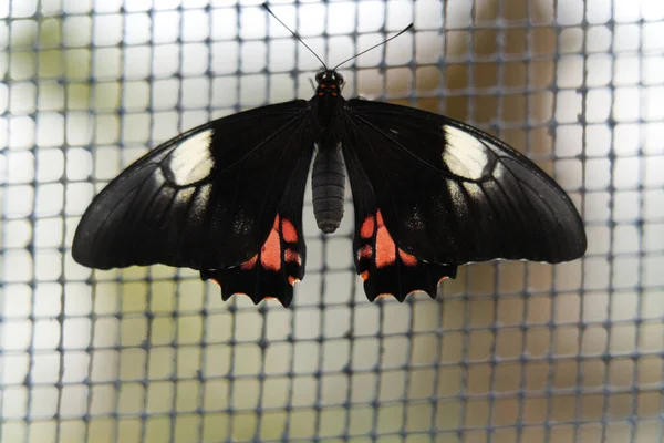 Tiro Close Uma Borboleta Papilio Polytes — Fotografia de Stock