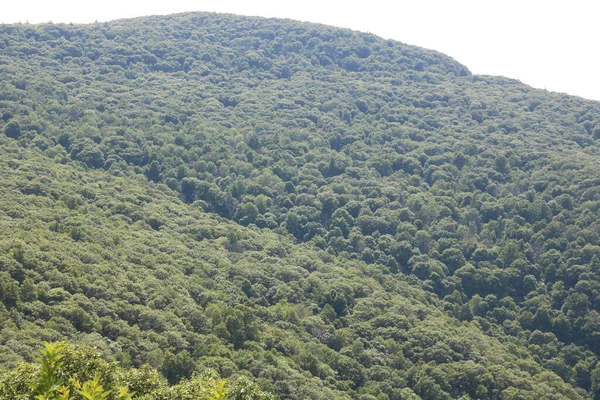 Colpo Angolo Basso Una Montagna Coperta Foresta Sotto Raggi Del — Foto Stock