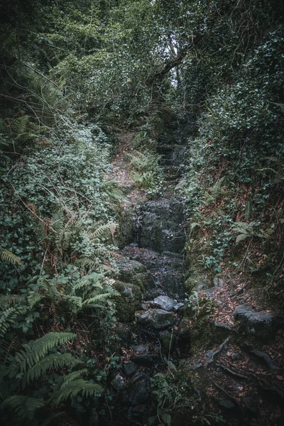 Skog Med Gröna Växter Irland — Stockfoto