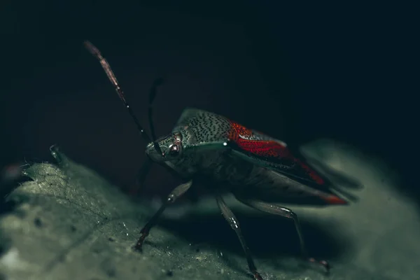 Detailní Záběr Hmyz — Stock fotografie
