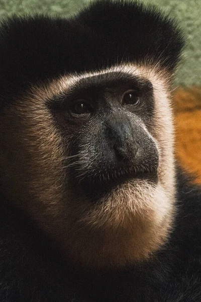 Tiro Perto Uma Cara Macaco Triste Preto — Fotografia de Stock
