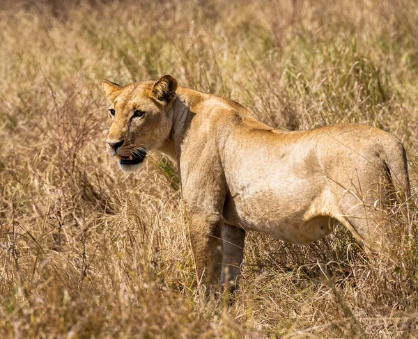 Lioness Savannah Mikumi — Stok fotoğraf
