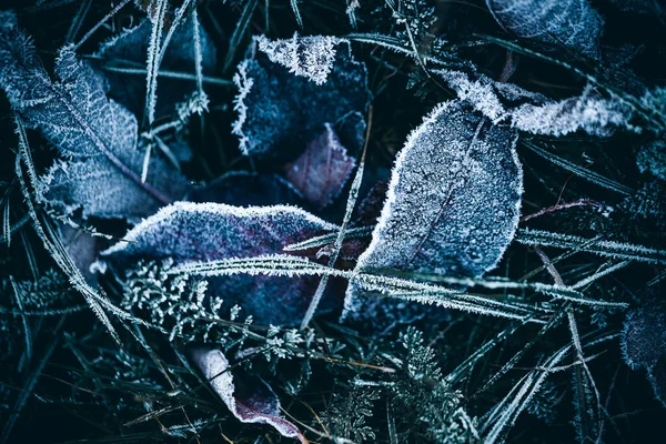 Świeży Mróz Trawie Liściach Zimowa Tapeta — Zdjęcie stockowe