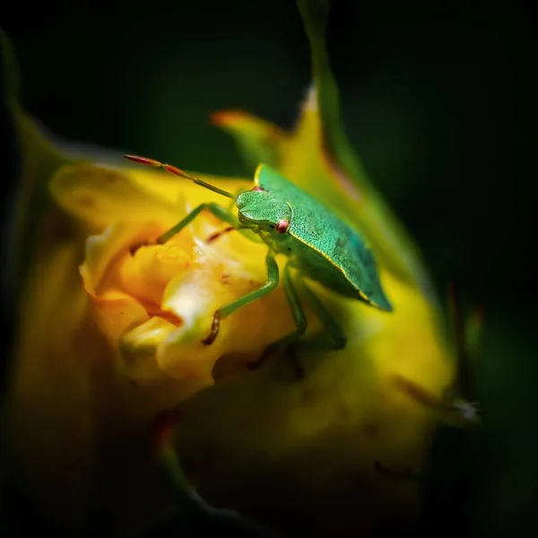 昆虫在花朵上的垂直镜头 — 图库照片