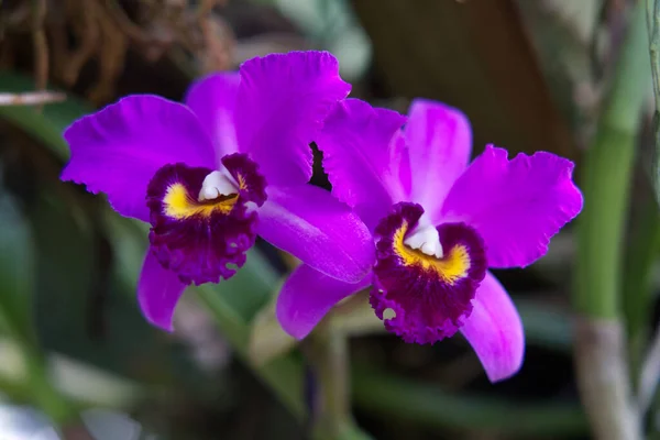 Tiro Seletivo Foco Orchids Roxos Florescendo — Fotografia de Stock