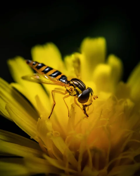 Bir Çiçeğin Üzerindeki Eşek Arısının Dikey Görüntüsü — Stok fotoğraf