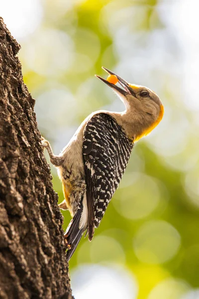 啄木鸟 啄木鸟树上有条纹的啄木鸟的一种选择 — 图库照片