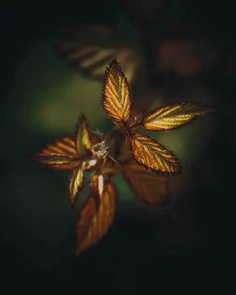 Вертикальный Снимок Листьев Темном Фоне — стоковое фото