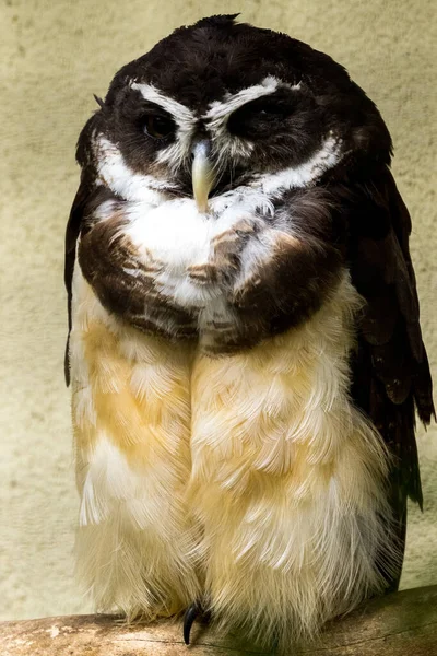 Vertical Closeup Shot Owl — Stockfoto